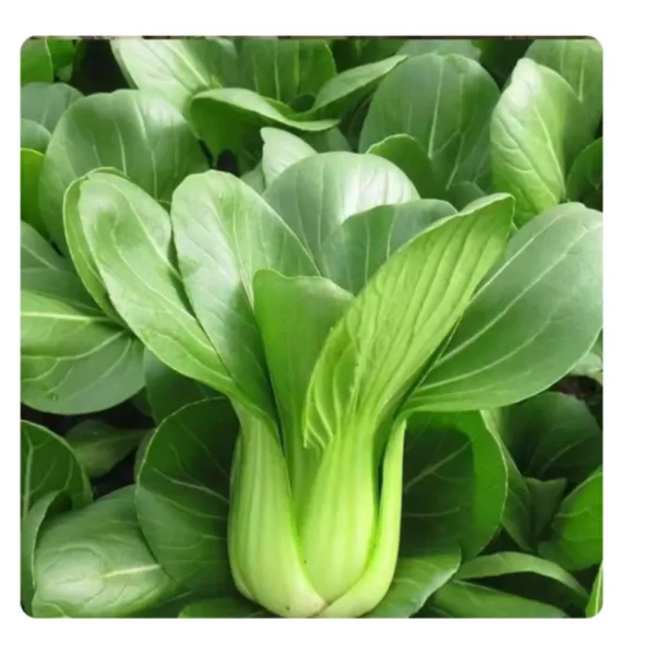 Pak choi