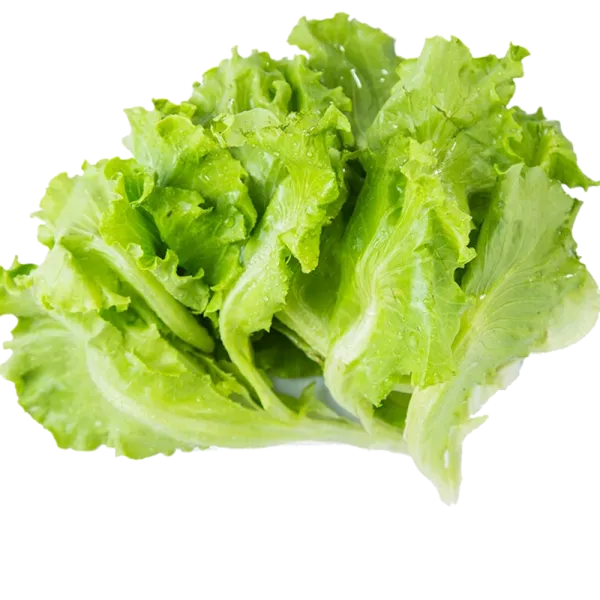 Lechuga