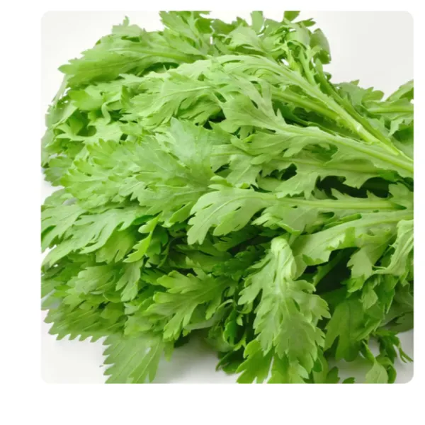 Cilantro